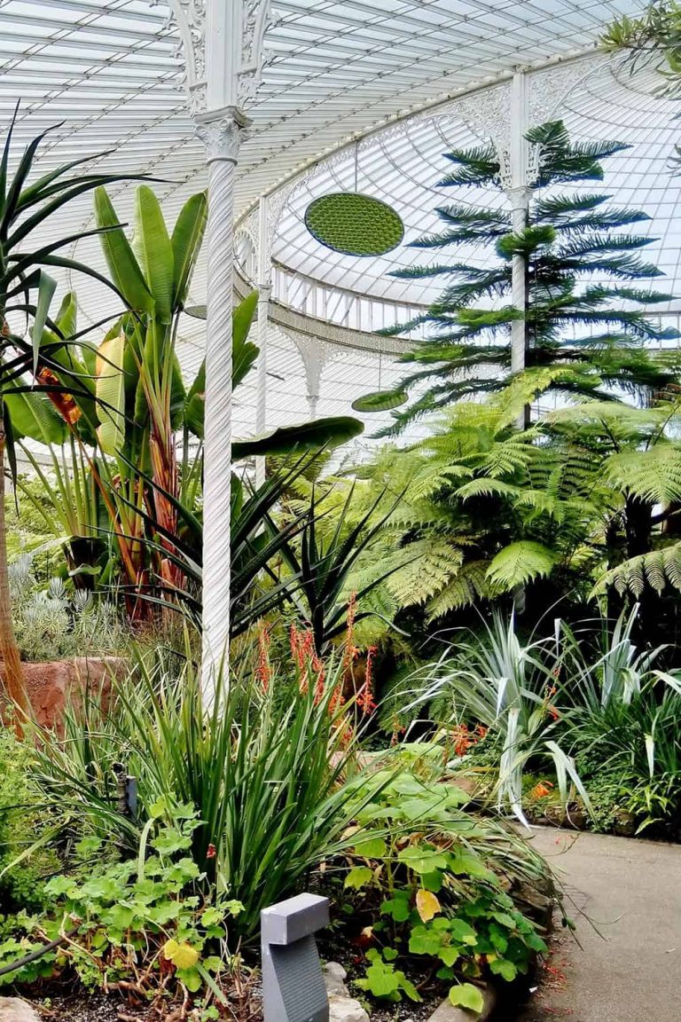 Lush indoor botanical garden with diverse tropical plants and trees.